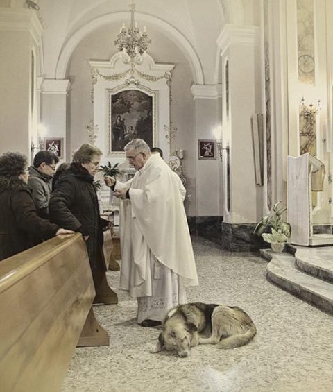 Tommy the Altar Dog