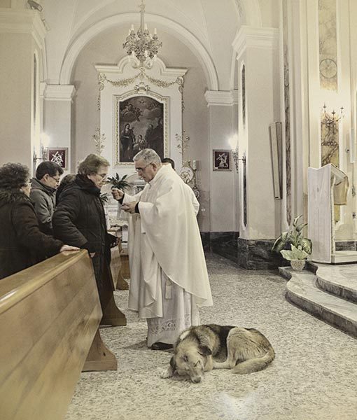 Tommy the Altar Dog