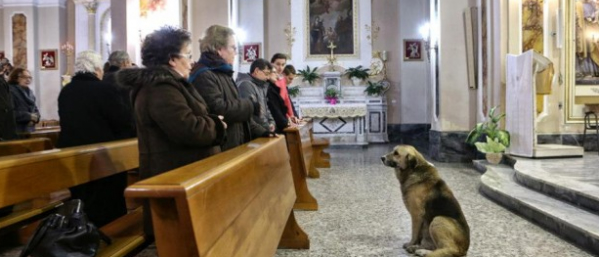 Dog Church Italy