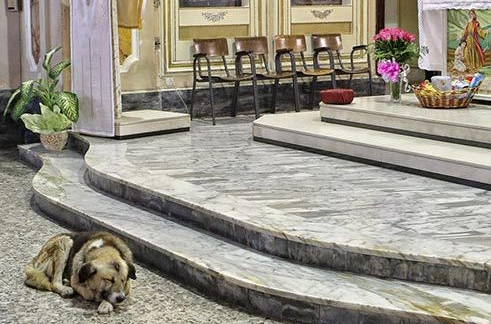 dog sleeping by altar