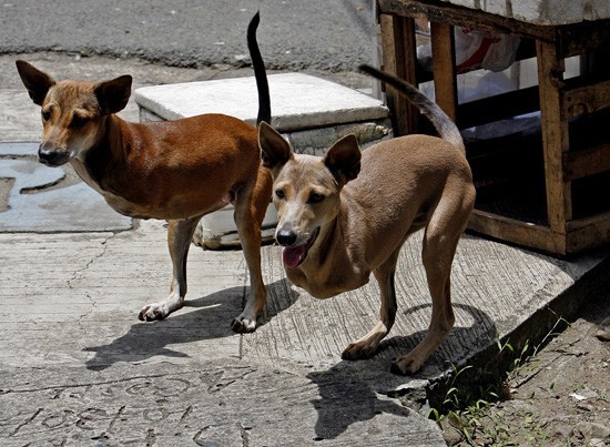 two dogs no front legs