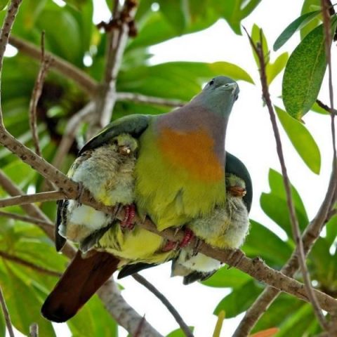 Birds under Wings