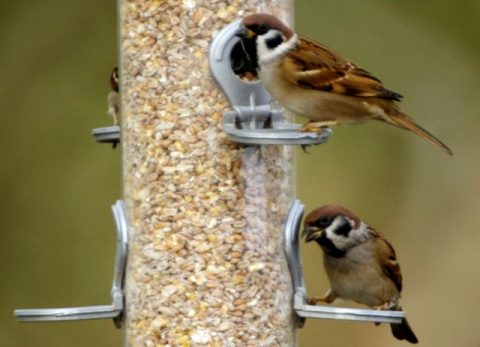 Birds at Bird Feeder