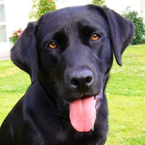 Black_Labrador_Retriever