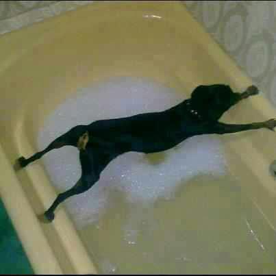 Dog Stretching Across Tub