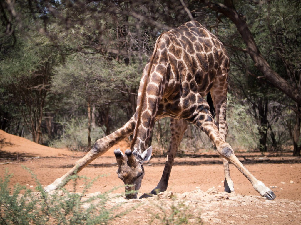 Giraffe-Bowing