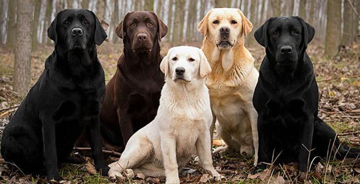 Labradors