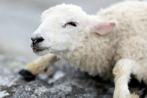 Lamb Rescued from Drowning