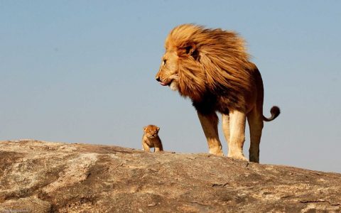 Lion and Cub