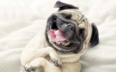 Laughing Pug