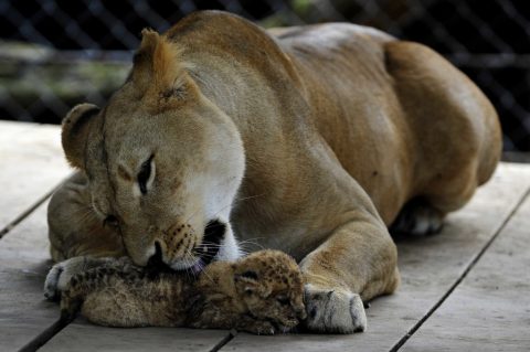 Mother Lion with Cub