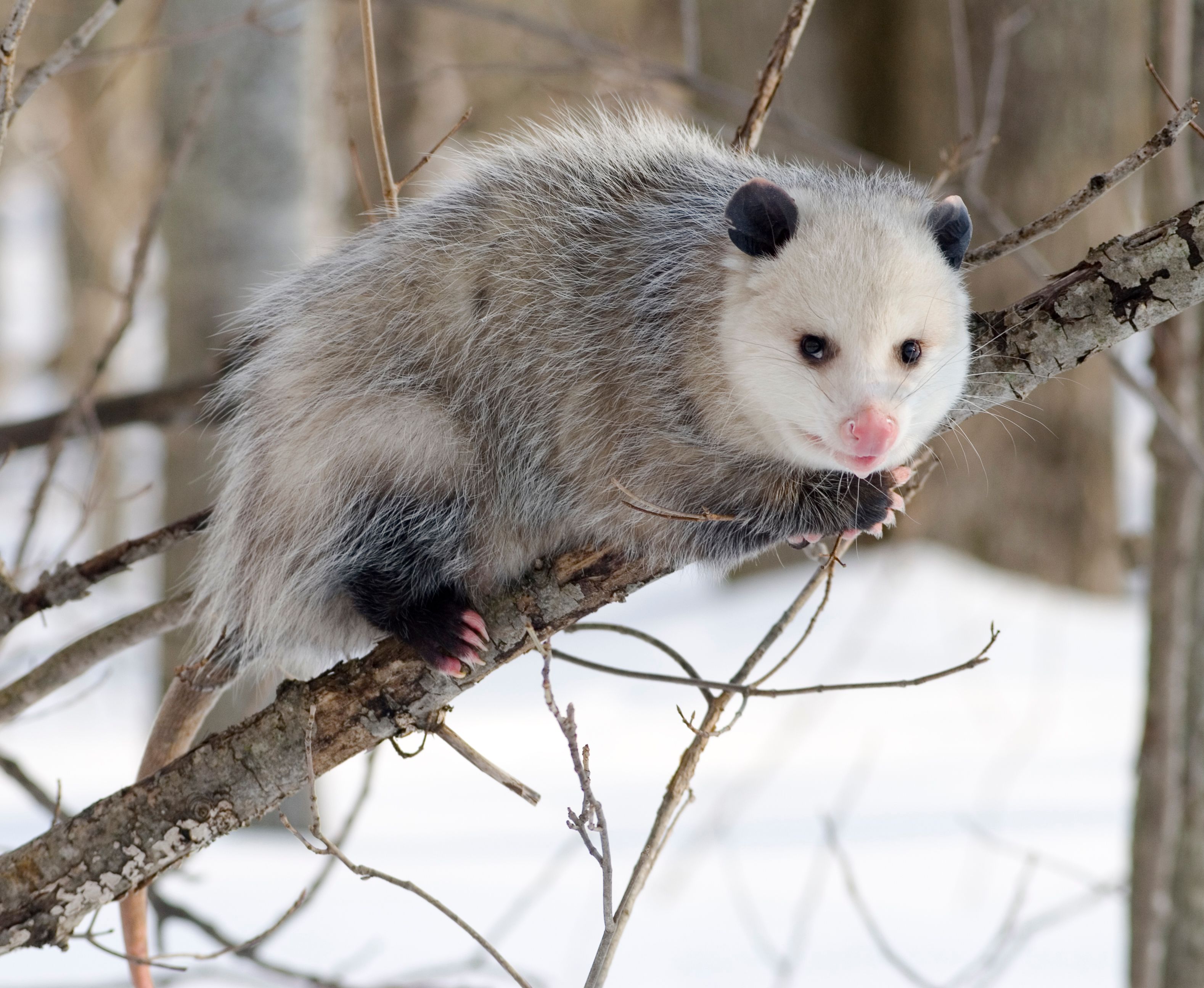 Opossum on Branch