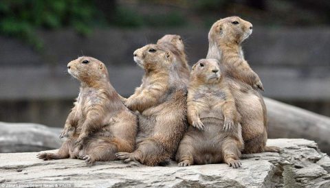 Prarie Dogs