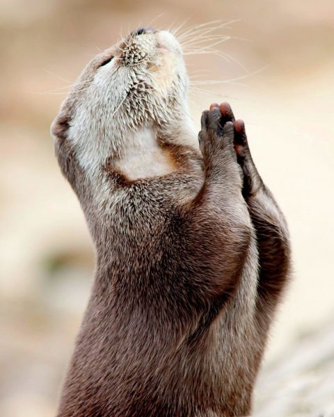 Praying Muskrat