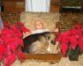 Dog in Nativity Scene