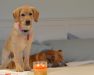 Shiloh and Clyde w candle