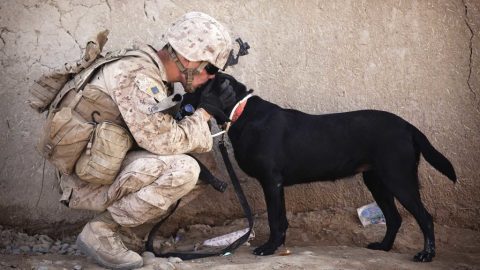 Soldier and Dog