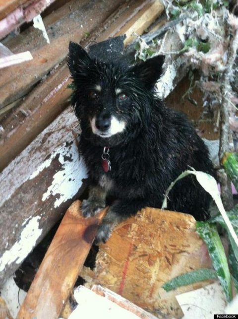 Black Dog Lost Tornado