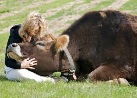 Linus the Dairy Cow