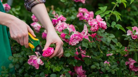 pruning-roses